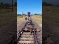 Wild Simulate extreme🙅‍♂️🐂hunting &amp; survival skills vol510 rdr2 #shorts #short