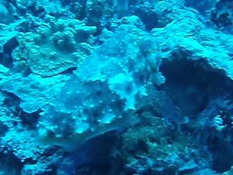 Cuttlefish Raja Ampat Papua Indonesia