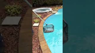 Skimming the pool