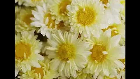 Chrysanthemum Tea Health Benefits & Side Effects - DayDayNews