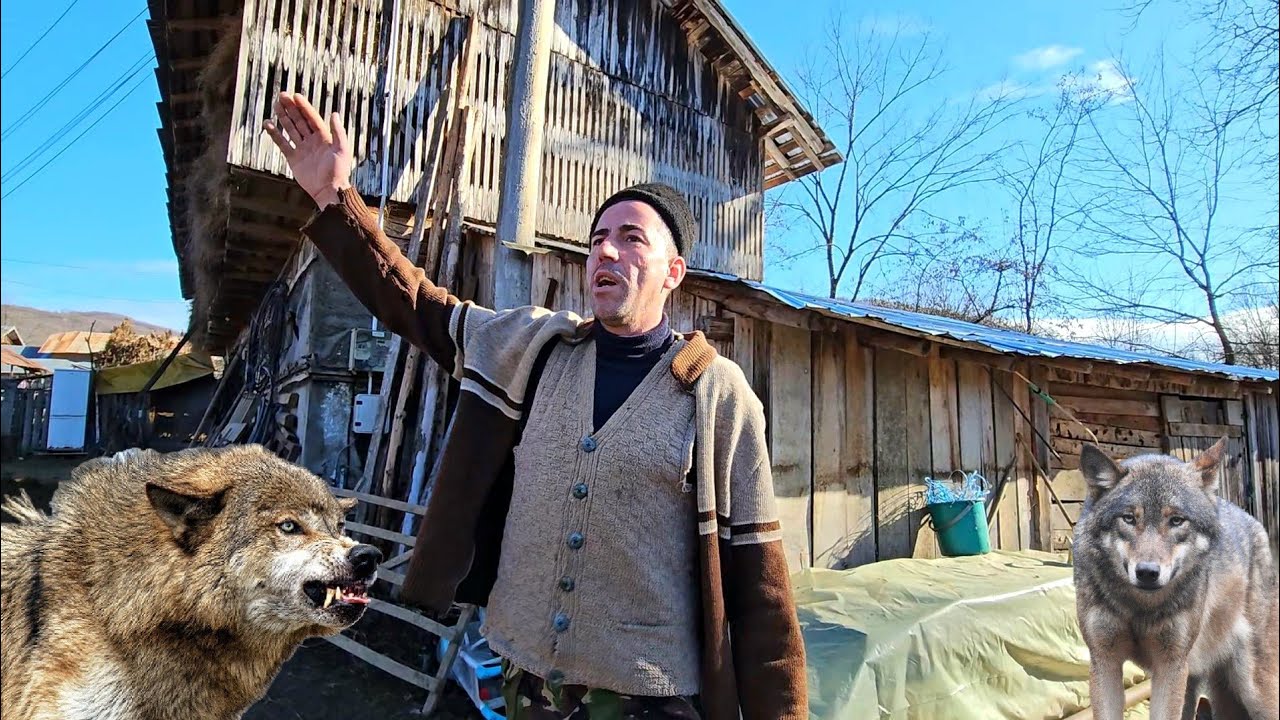 O HAITA DE LUPI AU OMORAT UN CAINE CIOBANESC IMENS,DOAR CAPUL SI COADA A MAI RAMAS DIN EL.