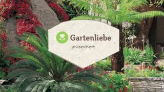 Mediterrane Pflanzen Für Terrasse Und Balkon