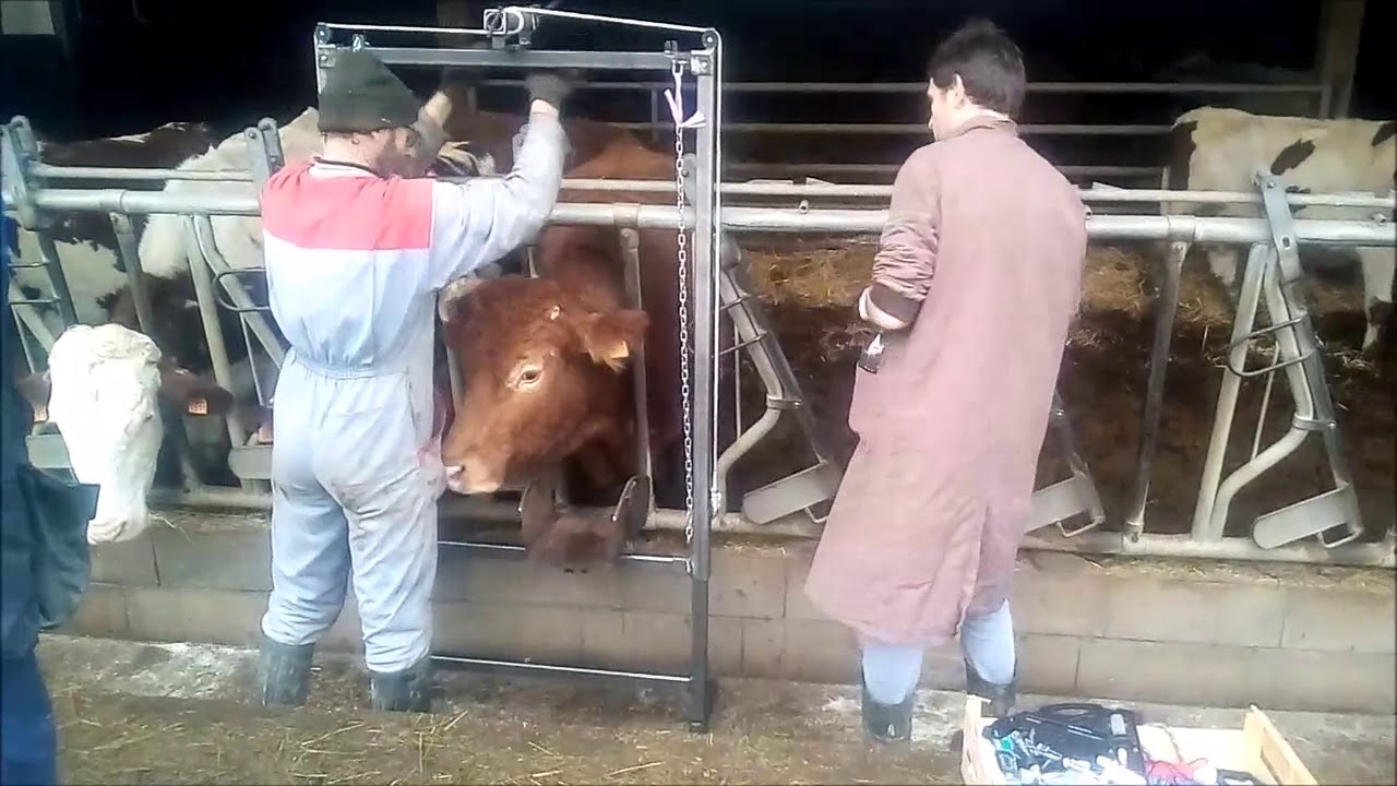 Prophylaxie 2020 + présentation leve tête