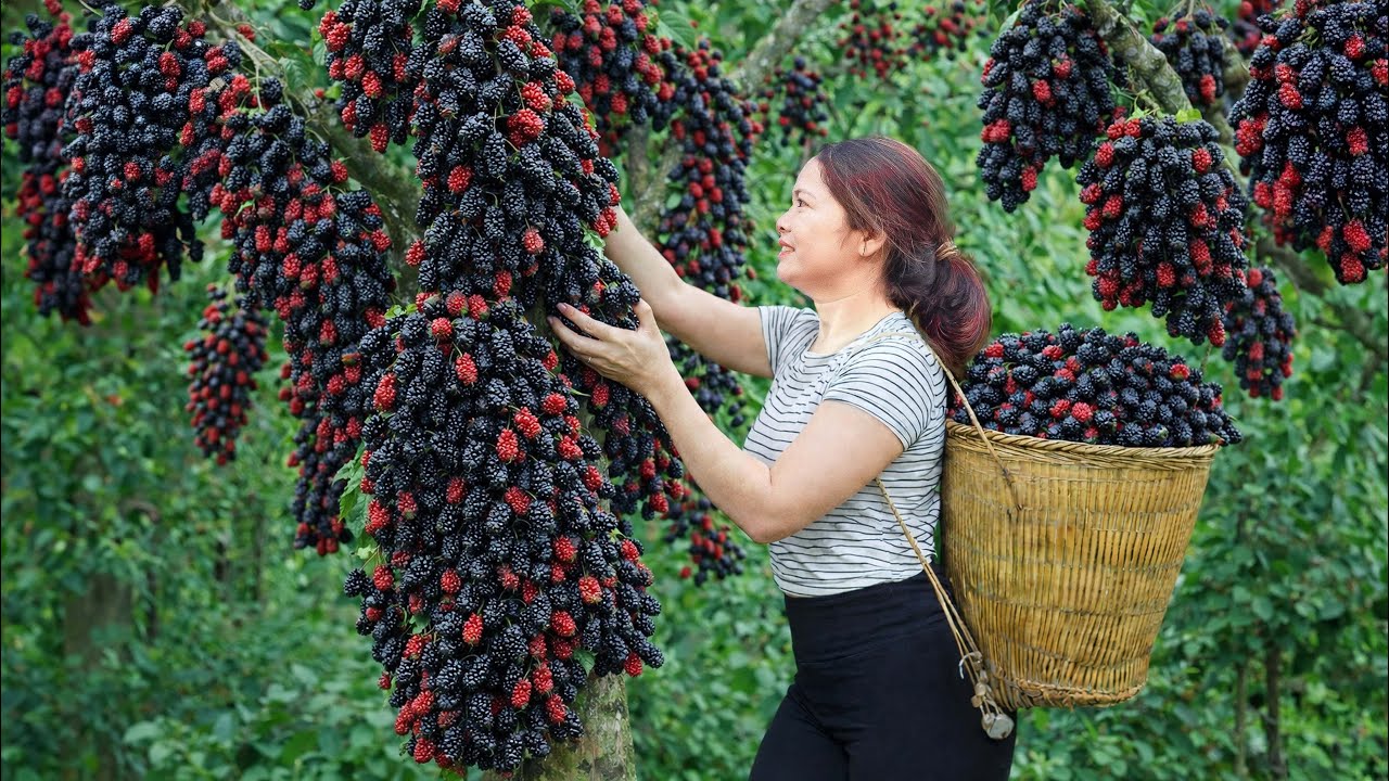 Harvesting Ripe Black Mulberries in Peak Season | Rare Fruit Everyone Waits All Year For