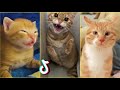 Funny Cats TikTok - Compilation 2024 #8