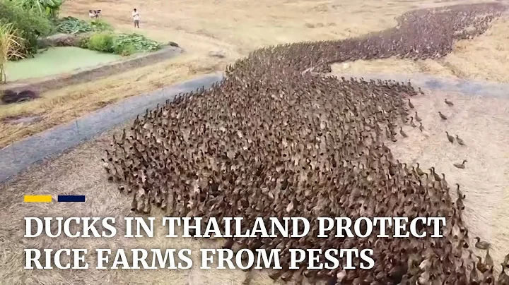 Thousands of ducks released to protect Thai rice fields from pests - DayDayNews