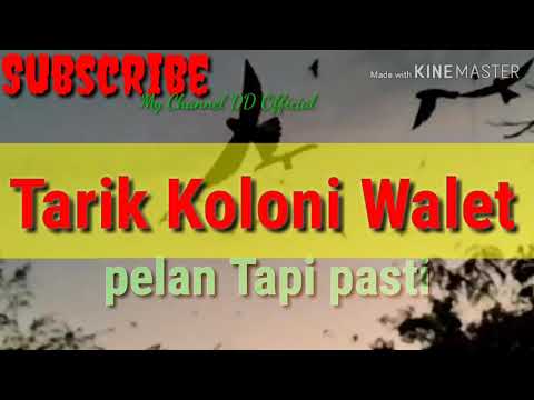 Tarik Koloni Walet|| pelan tapi pasti #ddofficial