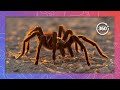 Leggy love fest witness the oklahoma brown tarantula mating migration