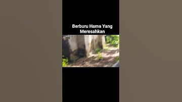 Berburu Hama Yang Meresahkan