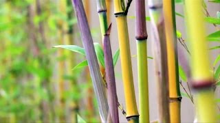 Bamboo Engineering