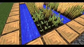 Problably the most pointless video, on youtube history! How long does it take wheat, to grow?