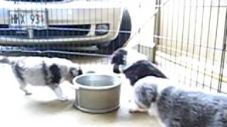 Baussie pups 3.AVI