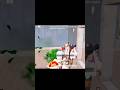 Rush gameplay #bgmi #reels #funny #trending #gaming #viral #sensitivity #tips #newupdates #royalpass