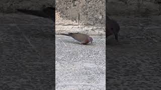 Dove Feeding & Soothing Quran Recitation 🕊️