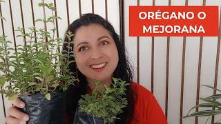 Diferencias entre ORÉGANO y MEJORANA. No te equivoques, conoce la manera de distinguir ambas plantas