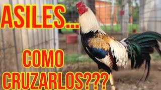 ASILES… LEARN TO CROSS THEM (free cap dynamics)