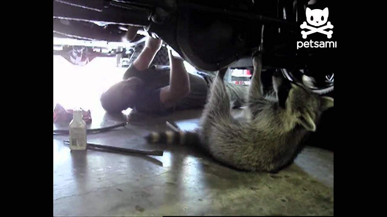 Raccoon mechanic reporting for duty