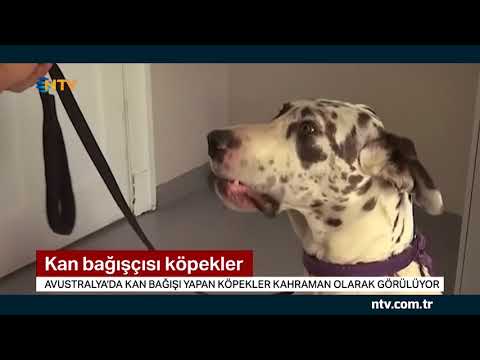 Video: İnsanlar Artık Evcil Hayvanlara Kan Bağışlayabilir