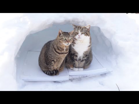 かまくらとねこ。-Snow igloo and Cats.-