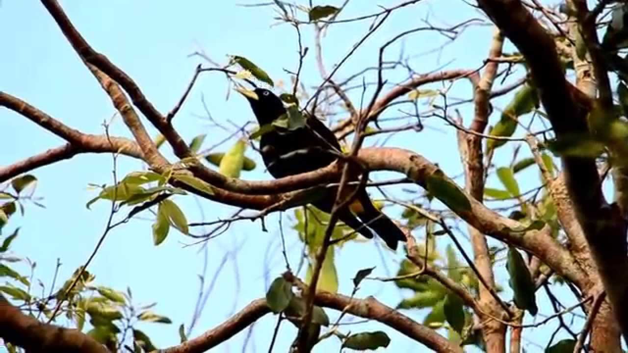 Cacicus cela (xexéu) Yellow-rumped Cacique 