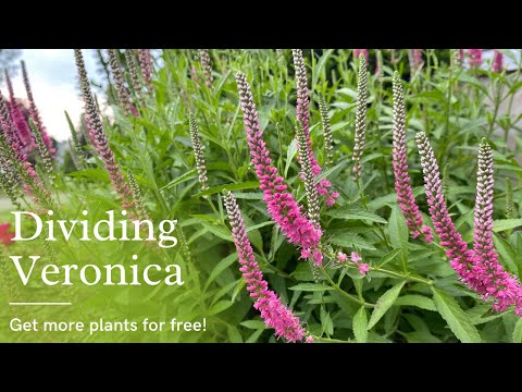 Dividing Veronica - New Plants For Free