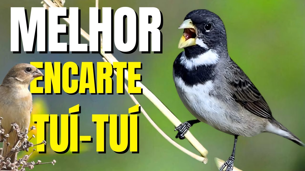 🟢 MELHOR CANTO TUI TUI PARA ENCARTE DE COLEIRO🟢🟢ÁUDIO COM FÊMEA - TURBINE SEU COLEIRO 🟢