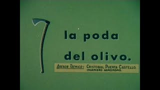 La poda del olivo. 1968