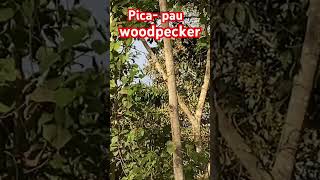 Woodpecker ——Pica Pau #Wildlife #Shorts