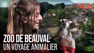 Beauval : Dans les coulisses du paradis animal