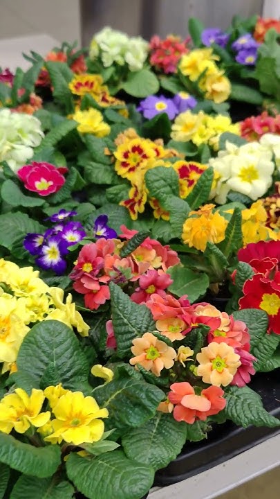 #всевсад #обзор #цветы ПОДПИШИСЬ ♥🌵🌺 - YouTube