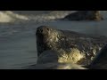 The Grey Seal Pupping Season in Scotland Is Spectacular 🦭 Stormborn | Smithsonian Channel