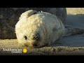 Seal Pup Survival and Behavior