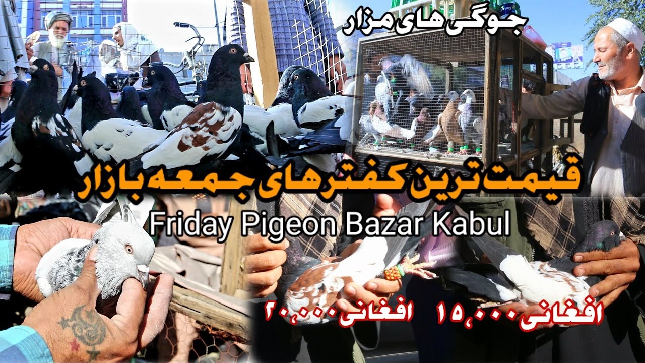 قیمت ترین کفتر های جمعه بازار کوچه کاه فروشی | Friday Pigeon Bazar Kabul Afghanistan