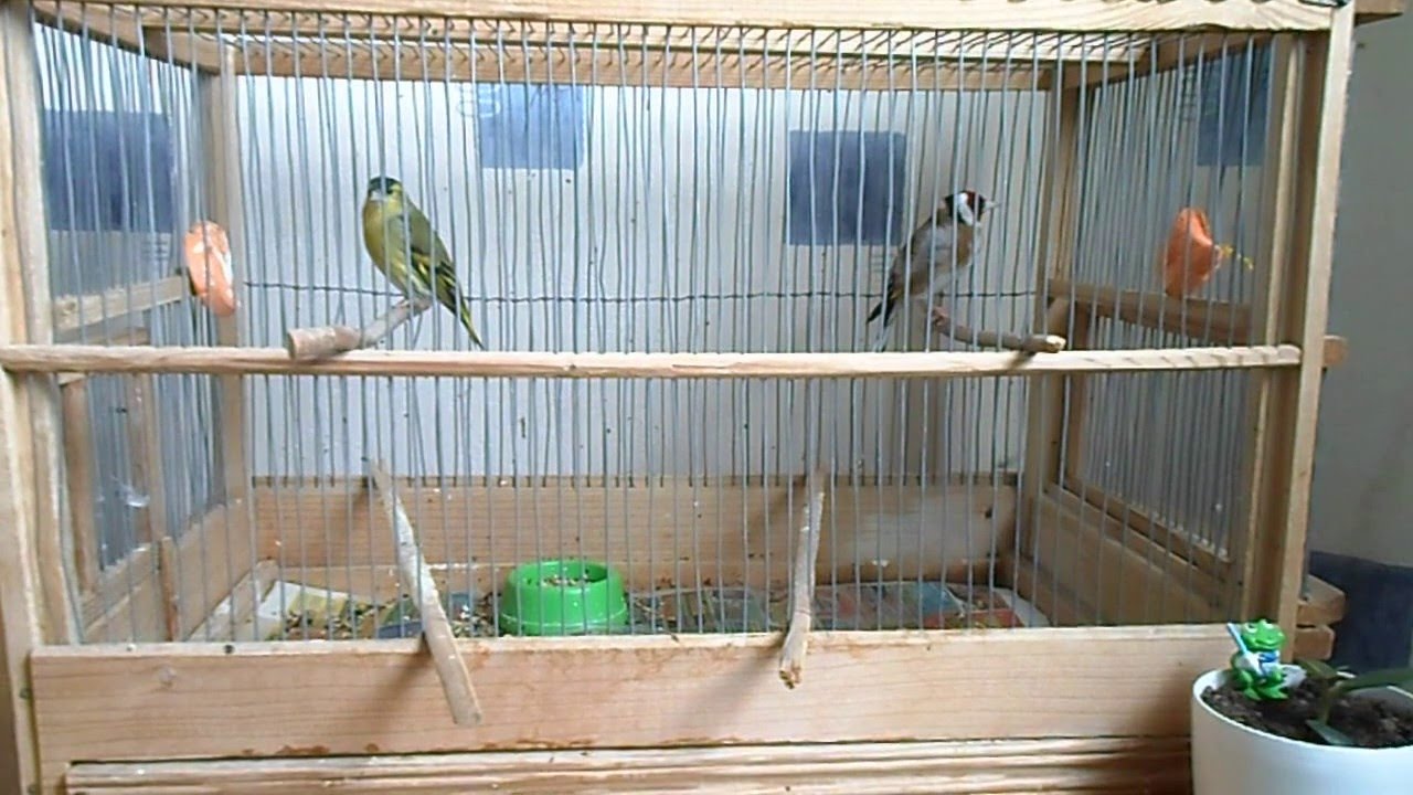 Чиж и щегол поют песни.