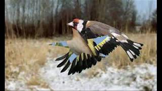 femal goldfinch song for the goldfinch 2017صوت يحفز *الحسون*على التغريد المتواصل ساعة ونصف