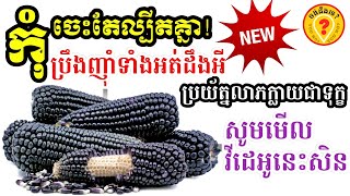 ផ្លែឈើនេះញ៉ាំហើយការពារមហារីក លើសឈាម បេះដូង  Health benefits of Black corn