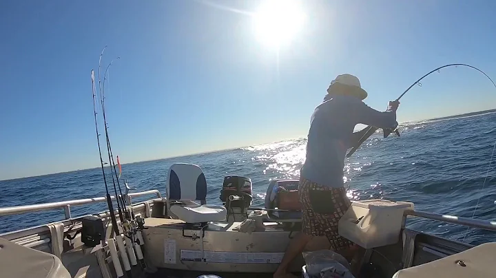 Yellow Tail Kingfish 2/1/18 🎣