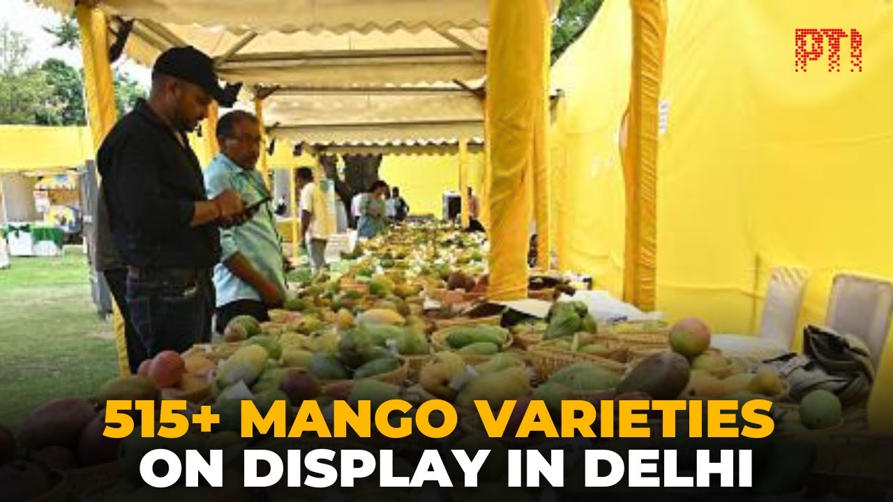 Over 500 mango varieties showcased at two-day festival in Delhi’s Chanakyapuri