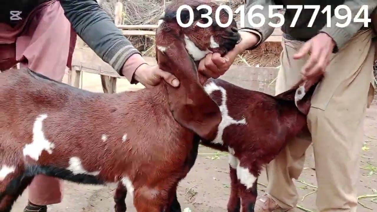 بچے لے کر بڑے کرلیں اچھا اچھا ہو جائے گا انشاء اللہ