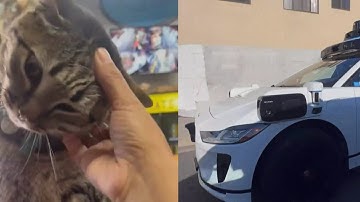 Driverless Waymo Car Kills Adored Neighborhood Cat, Kitkat