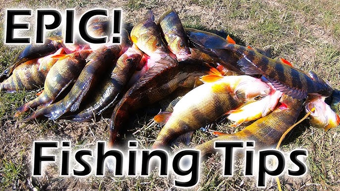 11 TIPS for Yellow Perch Fishing Fishing the Spring Spawning Run in  Maryland; Kayak Perch Fishing 