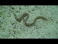 Galapagos snake eel. Serpiente marina. Isla Isabela. Galápagos. Морская змея. Галапагосы