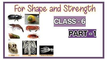 Class - 6 | B. S | For Shape and Strength | Part - 1
