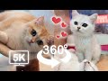 Cute baby cat falls when he was exploring new house  vr 360 cat  4k  virtual reality