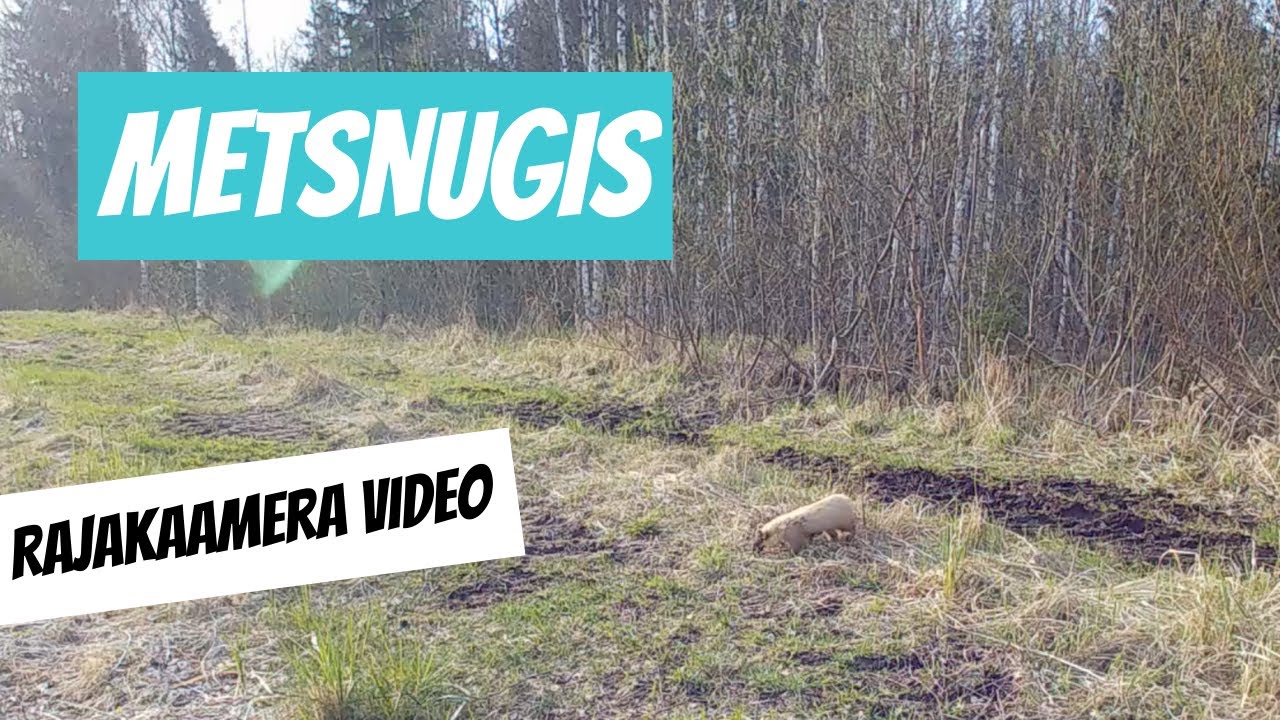 Metsnugis (Martes martes; European pine marten)