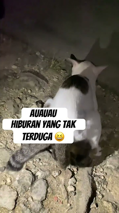 Kucing Kawin !! Hiburan tk terduga #kucing #kucinglucu 😩