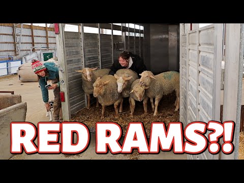 My RED SHEEP OBSESSION just got real.  ...new RED rams, rearranging the barn & hay prep 2024 begins!