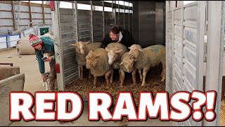 My RED SHEEP OBSESSION just got real.  ...new RED rams, rearranging the barn \u0026 hay prep 2024 begins!