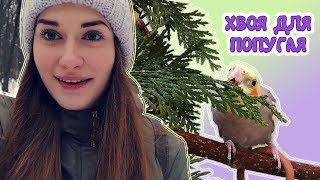 Поход в лес за веточным кормом. Можно ли попугаю хвою?🌲