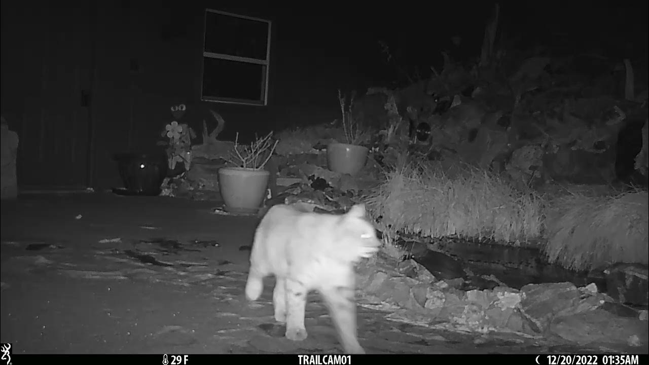 Largest Bobcat I Have Seen YouTube largest-bobcat-i-have-seen-youtube